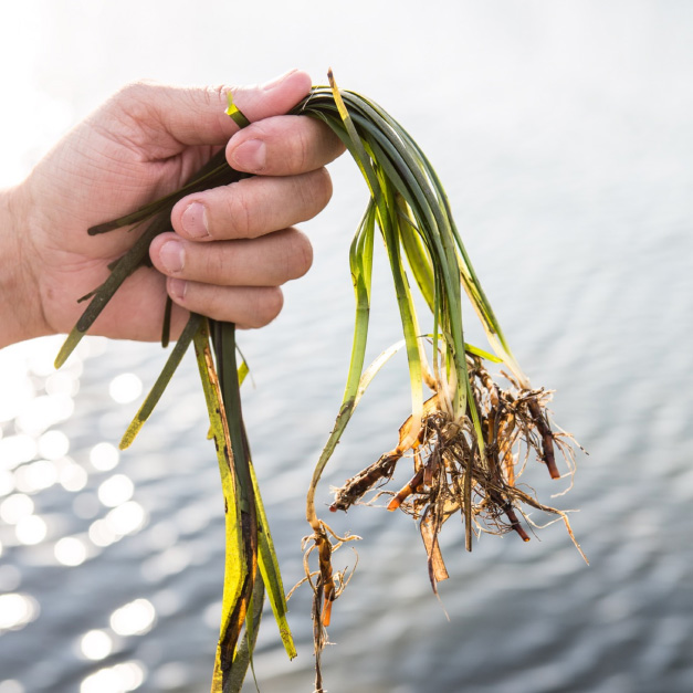 Zostera